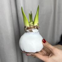 Луковица белого амариллиса