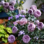 Лапис Лазули (Lapis lazuli)