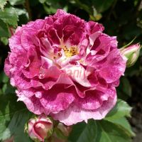 Летс Селебрейт (Let's Celebrate)