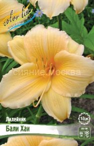 Лилейник Бали Хаи, 1 шт (Флора Селект)