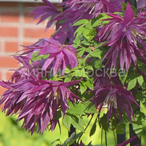 Клематис ботанический Люкс княжик Пёпл Сюрпрайз, 1 шт., Поиск,  Clematis Purple Surprise