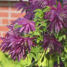 Klematis-botanicheskij-Lyuks-knyazhik-Popl-Syurprajz-1-sht-Poisk-Clematis-Purple-Surprise
