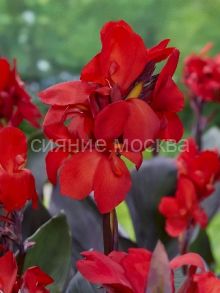 Канна Шайнинг Скарлет, 1 шт., Колорлайн