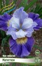 IRIS-SIBIRSKIJ-MAGNeTIZM-Magnetism-1-sht-Flora-Selekt