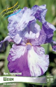 ИРИС ГЕРМАНСКИЙ ШАЗАМ, 1 шт (Флора Селект)