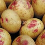 Kartofel-Pikasso-semennoj-super-superelita-2-kg-egorsha