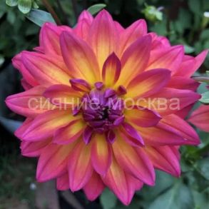 Георгина декоративная Файрпот/уп 1 шт/ Поиск