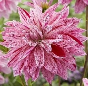 Георгина Вавилон Лилак Флеймд, 1 шт., Колорлайн