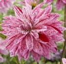 Georgina-Vavilon-Lilak-Flejmd-1-sht-Kolorlajn