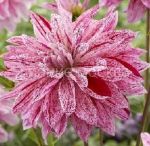 Georgina-Vavilon-Lilak-Flejmd-1-sht-Kolorlajn