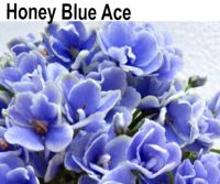Honey Blue Ace