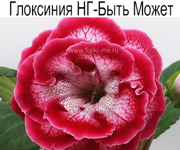 Глоксиния НГ-Быть Может
