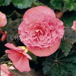 Бегония Нон Стоп Розовая, 5/6, 1 шт., Колорлайн