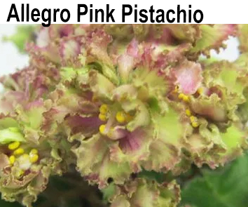 Allegro Pink Pistachio