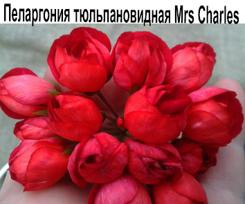Пеларгония тюльпановидная Mrs Charles  НОВИНКА КАТАЛОГА!