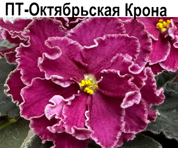 ПТ-Октябрьская Крона (Пугачева)  НОВИНКА КАТАЛОГА!