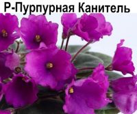 Р-Пурпурная Канитель