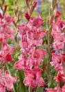 Gladiolus-Strouberri-Svirl-Strawberry-Swirl-10-3-sht-Kolorlajn