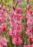Gladiolus-Strouberri-Svirl-Strawberry-Swirl-10-3-sht-Kolorlajn