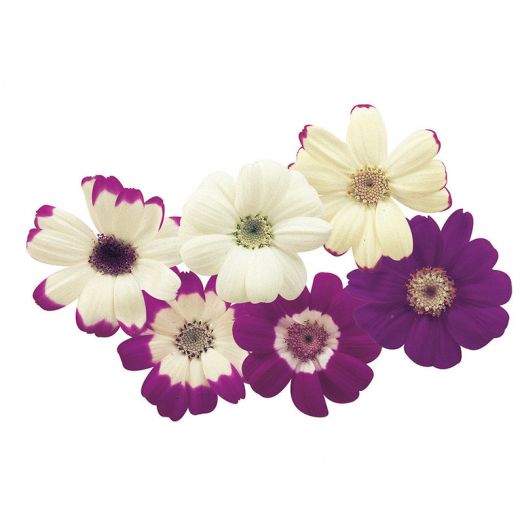 Цинерария гибридная (Cineraria cruentus) Star Wars White Shades, 10 семян
