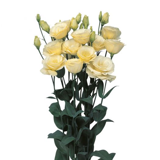 Эустома(Лизиантус) махровая (Eustoma grandiflorum) Mariachi Yellow, 50 драже