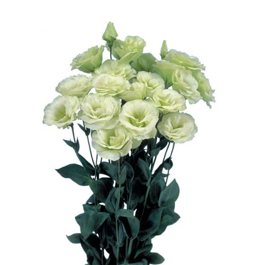 Эустома(Лизиантус) махровая (Eustoma grandiflorum) Mariachi Lime Green, 50 драже