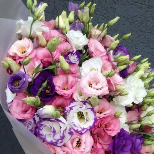 Эустома(Лизиантус) махровая (Eustoma grandiflorum) Mariachi Mix, 50 драже