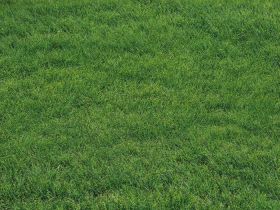 Фон полы "Trawa floor №2"
