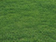 Фон полы "Trawa floor №2"