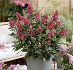 Буддлея Давида Баттерфляй Канди Литтл Руби