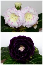 ЕН-Радужный Жемчуг/ЕН-Антрацит