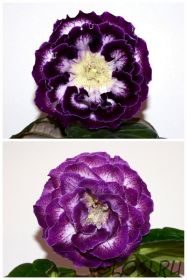 ЕН-Варвара-Краса Люкс/ЕН-Колыбельная Океана