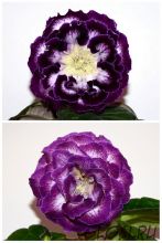 ЕН-Варвара-Краса Люкс/ЕН-Колыбельная Океана