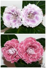 ЕН-Затерянный Рай/ЕН-Малиновые Бусины