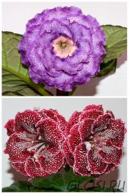 ЕН-Луна в Ажуре/ЕН-Тигровая Лилия