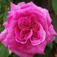 Мадам Исаак Перейр (Mme Isaac Pereire)