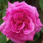 Мадам Исаак Перейр (Mme Isaac Pereire)