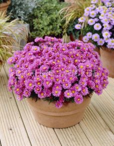 Астра Марджори, 1 шт (Colorline)