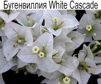 White Cascade