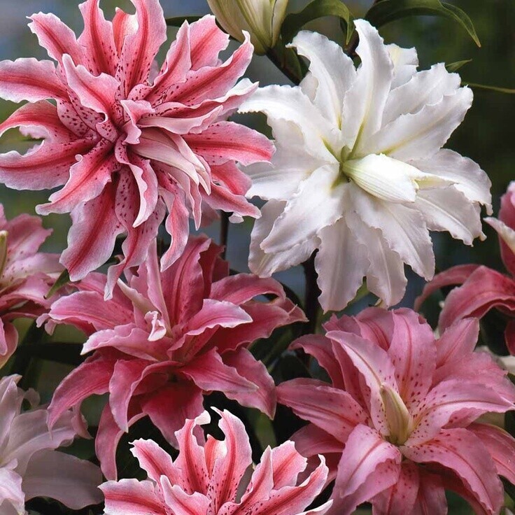 Набор ВОСТОЧНЫХ МАХРОВЫХ ЛИЛИЙ