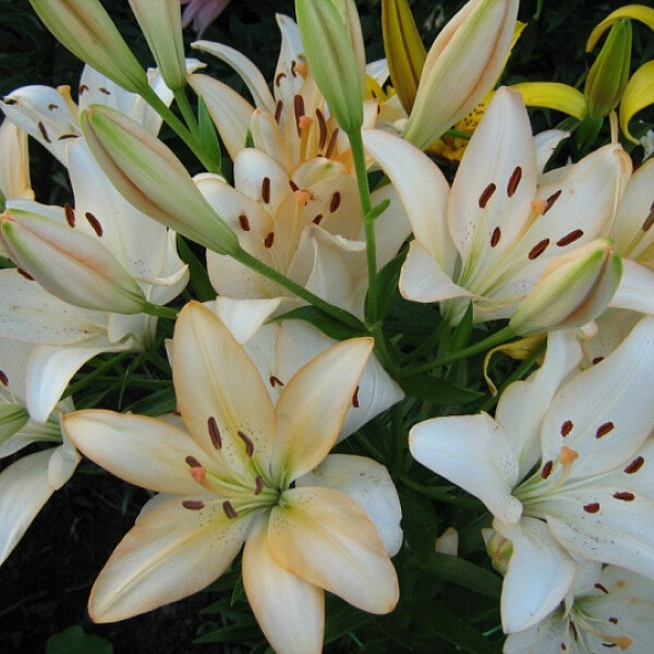 Шампань Даймонд (ЛА)