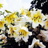 Конка д ор (ОТ)