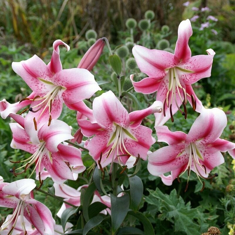 Анастасия (ОТ)