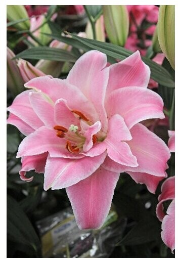 Мэджик Принцесс (вост махр) лилия