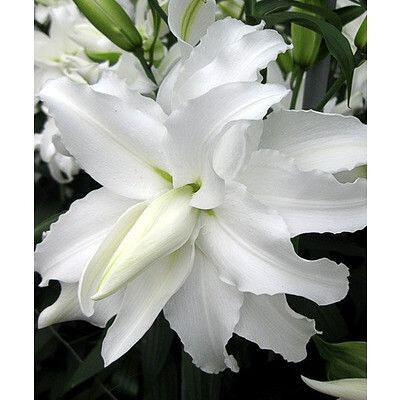 Май веддинг (вост махр) МАХРОВАЯ лилия