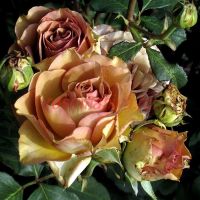 Марракеш (Marrakech)