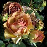 Марракеш (Marrakech)