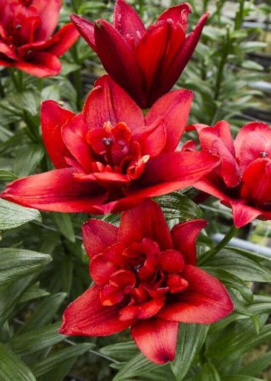 Канари варф аз. Махр ЛИЛИЯ