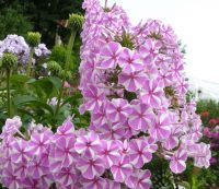 Наташа метельчатый флокс