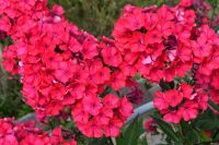 Горицвет метельчатый флокс